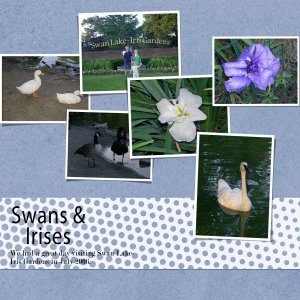 Swans + Irises