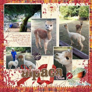Always Smiling Alpaca Farm