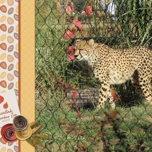 Cheetah