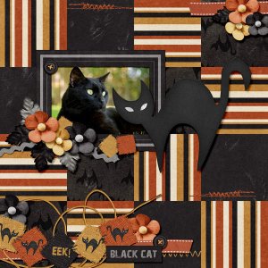 Black cat