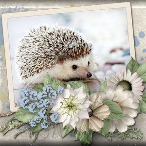 hedgehog