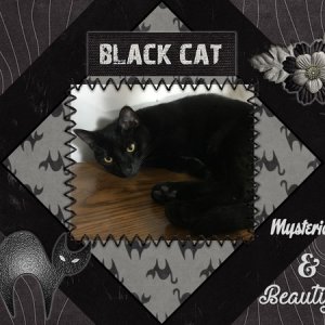 Black Cat - October 2017 Color Challenge