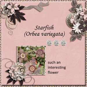 Starfish