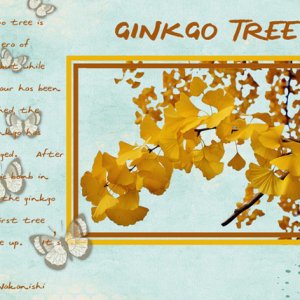 GINGKO TREE
