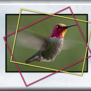 Hummingbird