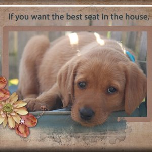 Move the dog