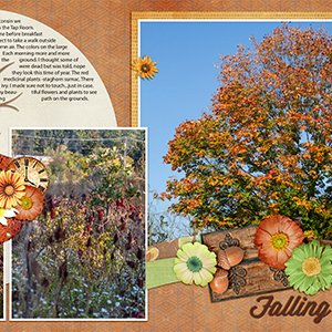 Falling Leaves in Wisconsin