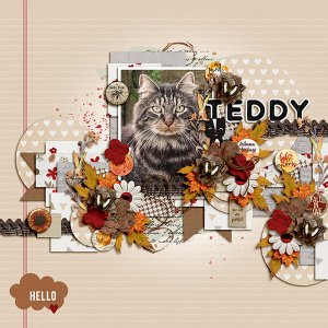 Teddy
