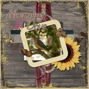 Mourning Dove