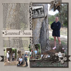 Scarred Trees