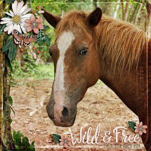 wild and free