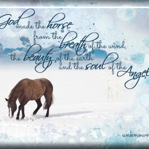 ATC 2017-170 God Made the Horse