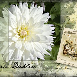 ATC 2017-173 White Dahlia