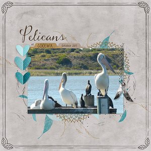 Pelicans