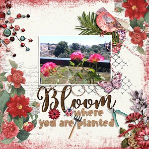Bloom where you are planted