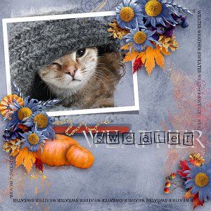 Sweater for the Cat
