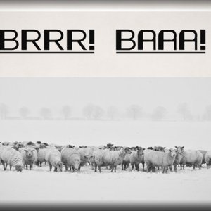 ATC 2017-177 Brrr! Baaa!