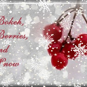 Bokeh, Berries, and Snow