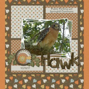 Hawk
