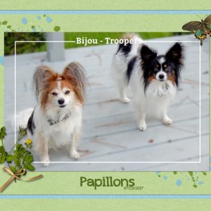 Papillons