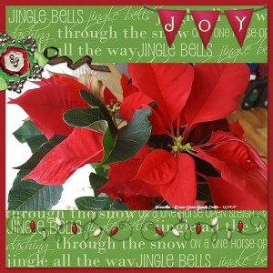 Flower Of Christmas