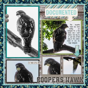 Coopers Hawk in my backyard
