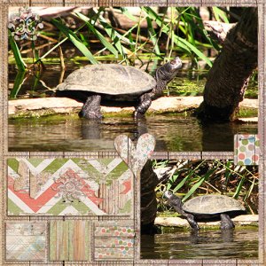 Turtle