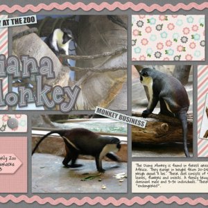 Diana Monkey
