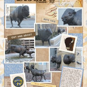 Bison