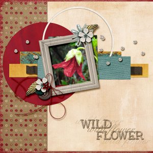 Wild-Flower-Beauty