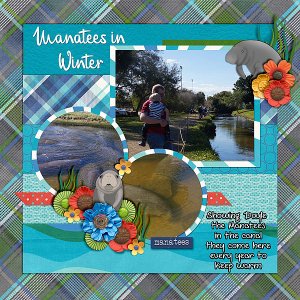manatees-in-winter
