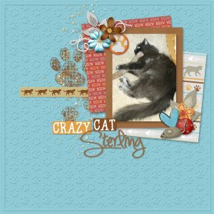 Crazy Cat!