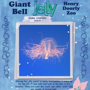 Giant Bell Jelly