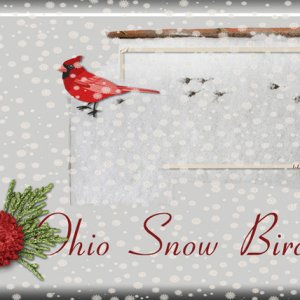 Ohio Snow Bird