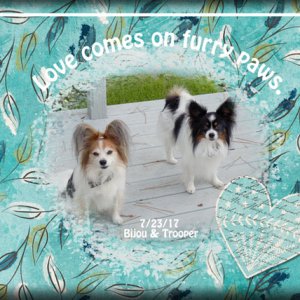 ATC 2018-010 Love Comes on Furry Paws
