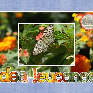 Idea Leuconoe