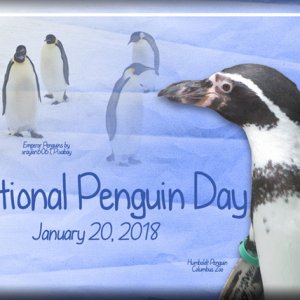 ATC 2018-011 National Penguin Day