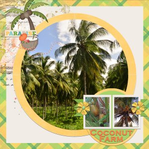 Coconut Farm