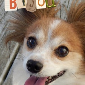 Bijou (alphas)