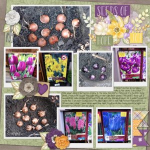 Plant Seeds