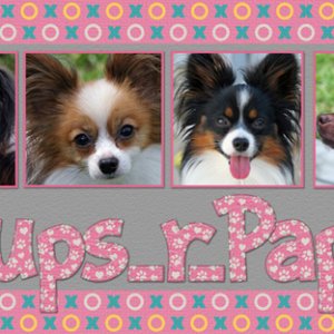 Love My Dogs Siggy