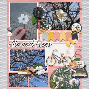 Almond trees