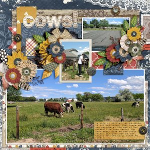 cows!