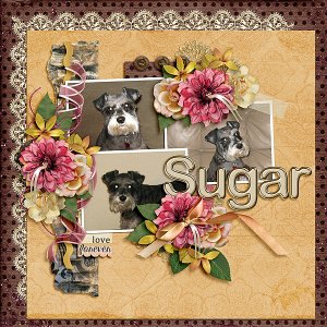 Sugar Love Forever