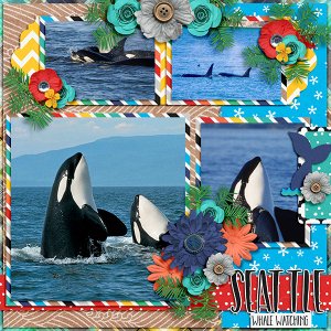 Seattle Whale Watching
