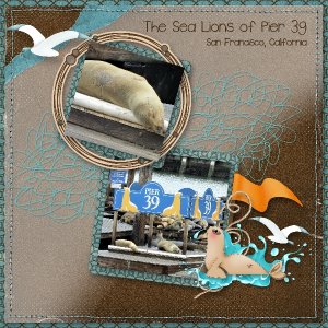Sea Lions of Pier 39