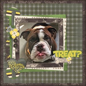 Chewy ALWAYS wants a treat!