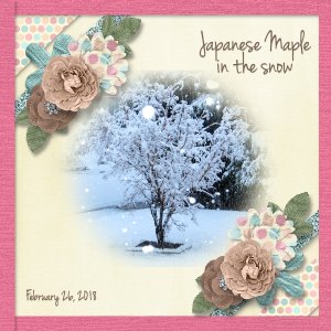 Late Winter Snow