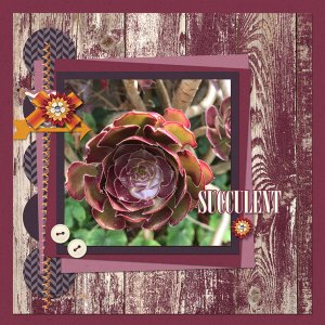 Succulent