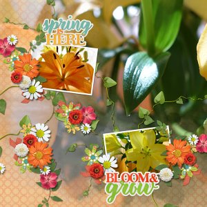 Bloom and Grow